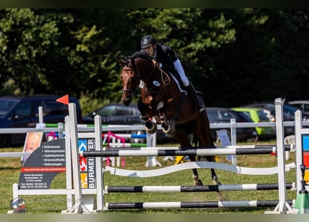 Renano, Caballo castrado, 7 años, 175 cm, Castaño