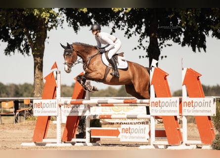 Renano, Caballo castrado, 8 años, 168 cm