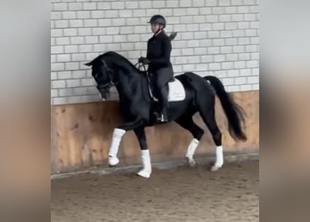 Renano, Caballo castrado, 8 años, 169 cm, Morcillo