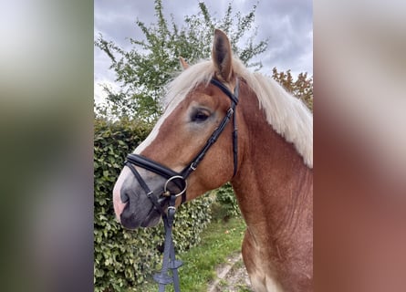 Renano, Castrone, 3 Anni, 163 cm, Sauro