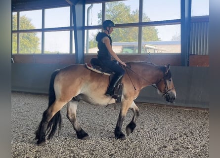 Renano, Castrone, 3 Anni, 165 cm, Baio