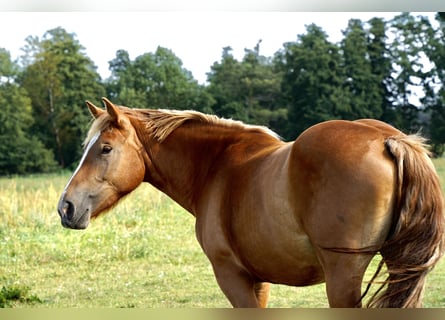 Renano, Giumenta, 2 Anni, 163 cm, Sauro scuro
