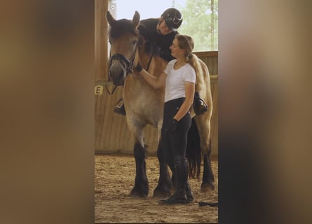Renano, Giumenta, 4 Anni, 168 cm, Baio