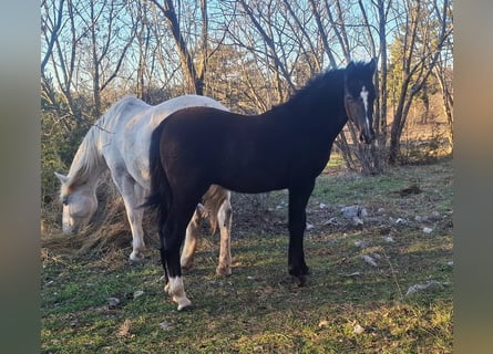 Renano, Semental, 1 año, 165 cm, Castaño