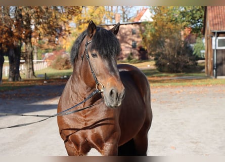 Renano, Stallone, 12 Anni, 167 cm, Baio