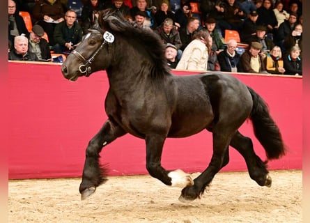 Renano, Stallone, 4 Anni, 160 cm, Baio nero