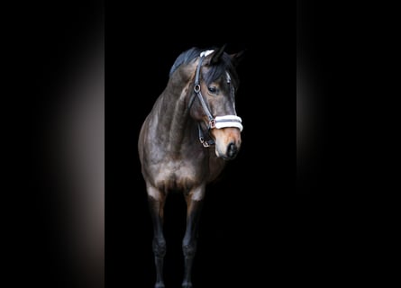 Renano, Yegua, 8 años, 165 cm, Castaño