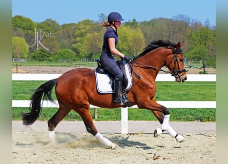 Renano, Yegua, 9 años, 170 cm, Castaño