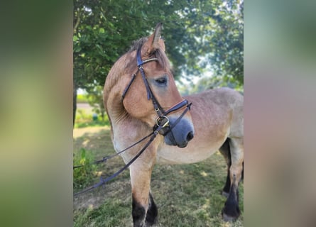 Reńsko-niemiecki koń zimnokrwisty, Klacz, 16 lat, 160 cm, Formy Brown Falb