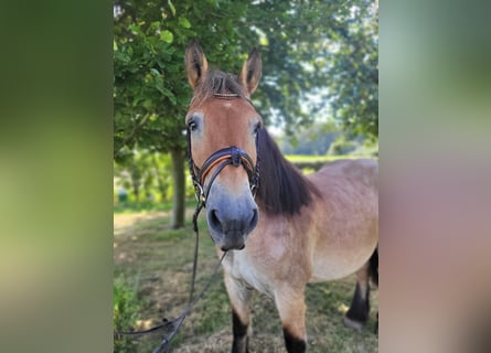 Reńsko-niemiecki koń zimnokrwisty, Klacz, 16 lat, 160 cm, Formy Brown Falb