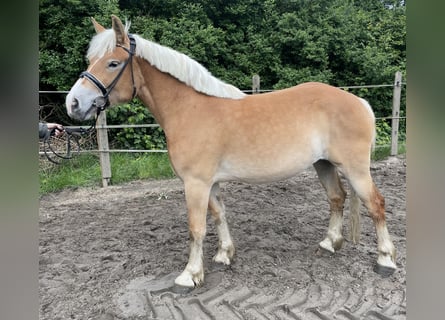 Reńsko-niemiecki koń zimnokrwisty, Klacz, 3 lat, 160 cm, Kasztanowata