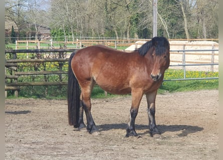 Reńsko-niemiecki koń zimnokrwisty, Klacz, 4 lat, 160 cm, Gniada