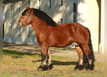 Reńsko-niemiecki koń zimnokrwisty, Ogier, 14 lat, 164 cm, Gniada