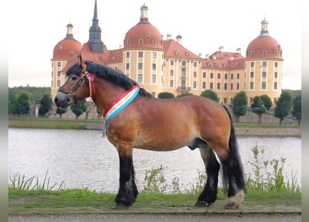 Reńsko-niemiecki koń zimnokrwisty, Ogier, 21 lat, 166 cm, Jasnogniada