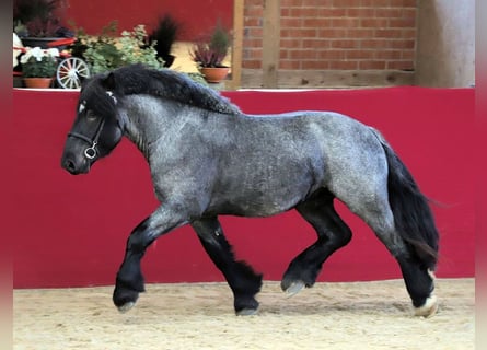 Reńsko-niemiecki koń zimnokrwisty, Ogier, 4 lat, 164 cm, Karosiwa
