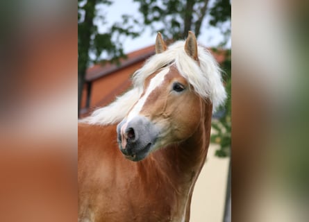 Reńsko-niemiecki koń zimnokrwisty, Ogier, 13 lat, 166 cm, Kasztanowata