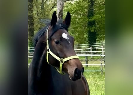 Rhein.-Westf. Kaltblut, Stute, 7 Jahre, 168 cm, Dunkelbrauner