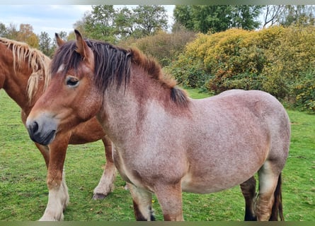 Rheinisch-Deutsches Kaltblut, Hengst, 2 Jahre, 148 cm, Roan-Bay