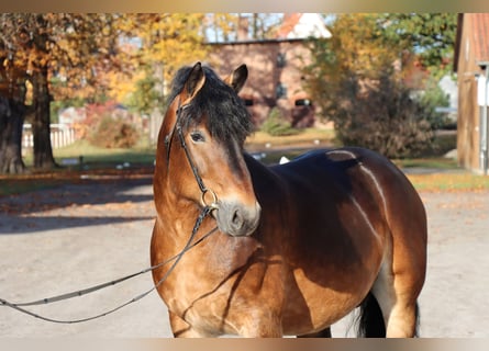 Rheinisch-Deutsches Kaltblut, Hengst, 7 Jahre, 165 cm, Brauner