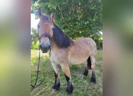 Rheinisch-Deutsches Kaltblut, Stute, 16 Jahre, 160 cm, Braunfalbschimmel