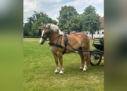 Rheinisch-Deutsches Kaltblut, Wallach, 3 Jahre, 162 cm, Fuchs