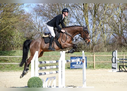 Rheinländer, Castrone, 11 Anni, Baio