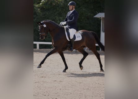 Rheinländer, Castrone, 12 Anni, 170 cm, Baio scuro