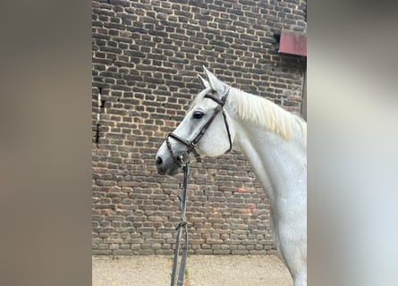 Rheinländer, Castrone, 12 Anni, 170 cm, Grigio