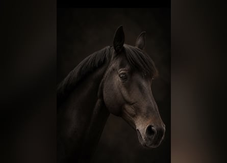 Rheinländer, Castrone, 13 Anni, 173 cm, Baio scuro