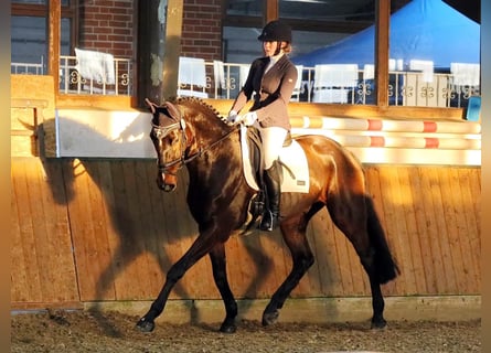 Rheinländer, Castrone, 14 Anni, 176 cm, Baio scuro