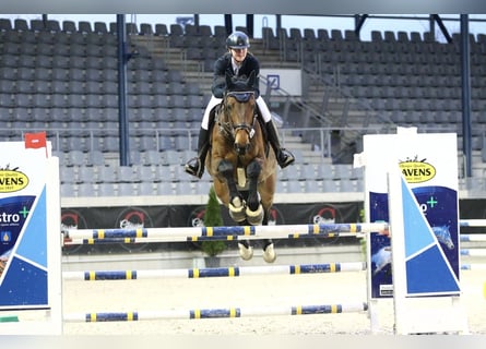 Rheinländer, Castrone, 18 Anni, 167 cm, Baio