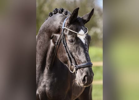 Rheinländer, Castrone, 4 Anni, 164 cm, Morello