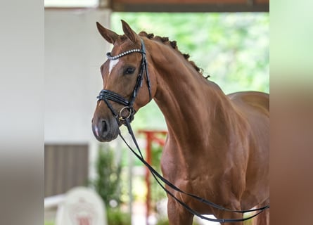 Rheinländer, Castrone, 4 Anni, 167 cm, Sauro