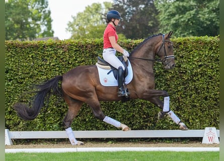 Rheinländer, Castrone, 4 Anni, 168 cm, Baio scuro