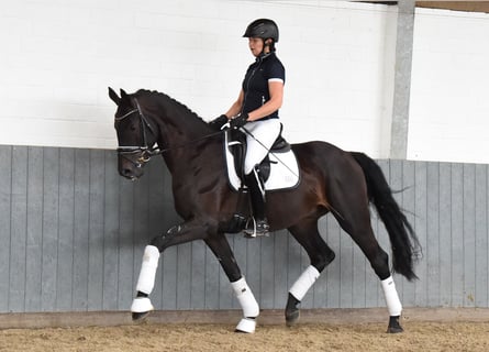 Rheinländer, Castrone, 4 Anni, 168 cm, Morello