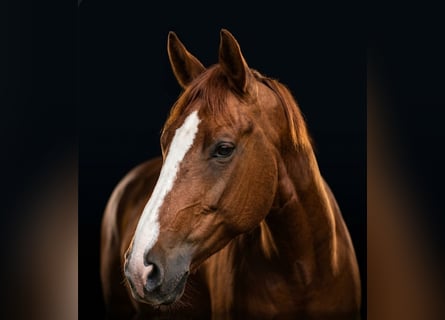 Rheinländer, Castrone, 4 Anni, 178 cm, Sauro