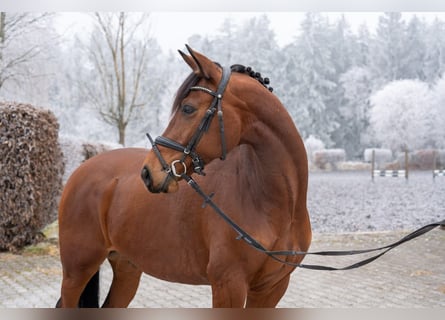 Rheinländer, Castrone, 5 Anni, 160 cm, Baio