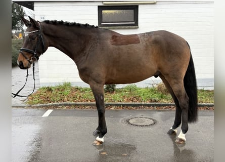 Rheinländer, Castrone, 5 Anni, 164 cm, Baio scuro