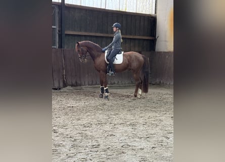 Rheinländer, Castrone, 6 Anni, 168 cm, Sauro