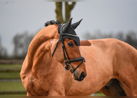 Rheinländer, Castrone, 6 Anni, 172 cm, Baio