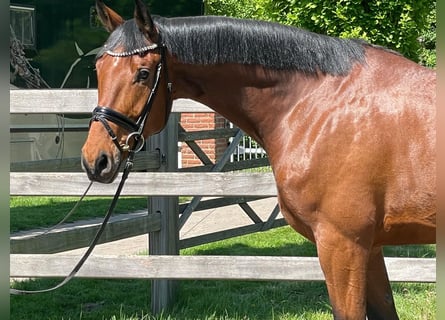 Rheinländer, Castrone, 6 Anni, 174 cm, Baio