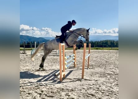Rheinländer, Castrone, 7 Anni, 172 cm, Grigio
