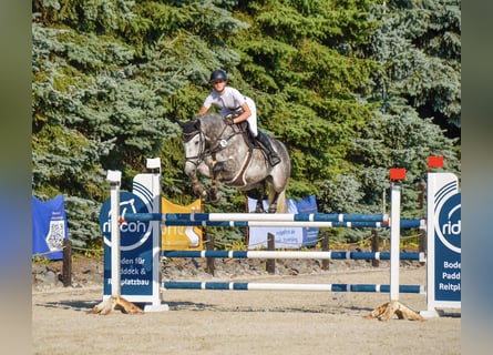 Rheinländer, Castrone, 8 Anni, 168 cm, Grigio