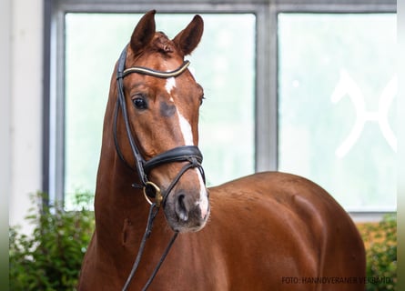 Rheinländer, Castrone, 8 Anni, 169 cm, Sauro