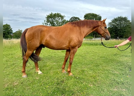 Rheinländer, Castrone, 8 Anni, 172 cm, Sauro