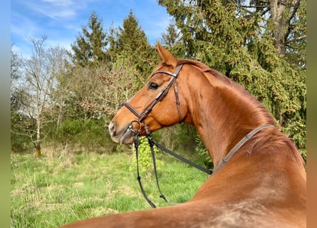 Rheinländer, Castrone, 8 Anni, 172 cm, Sauro