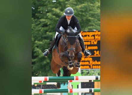 Rheinländer, Castrone, 9 Anni, 168 cm, Baio scuro