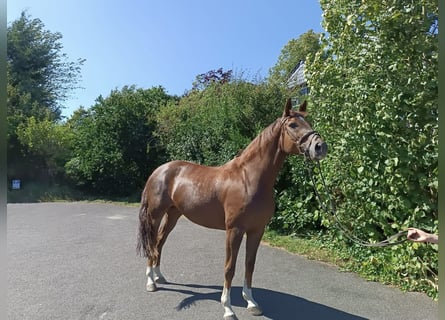 Rheinländer, Giumenta, 10 Anni, 164 cm, Sauro