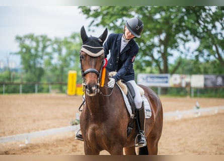 Rheinländer, Giumenta, 10 Anni, 176 cm, Baio