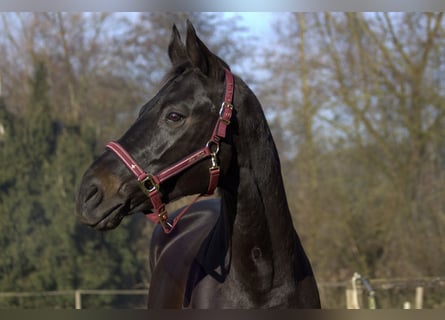 Rheinländer, Giumenta, 13 Anni, 165 cm, Baio nero